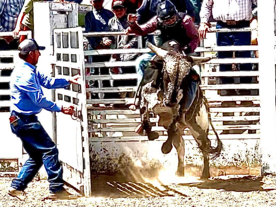 Mini Bull Riding