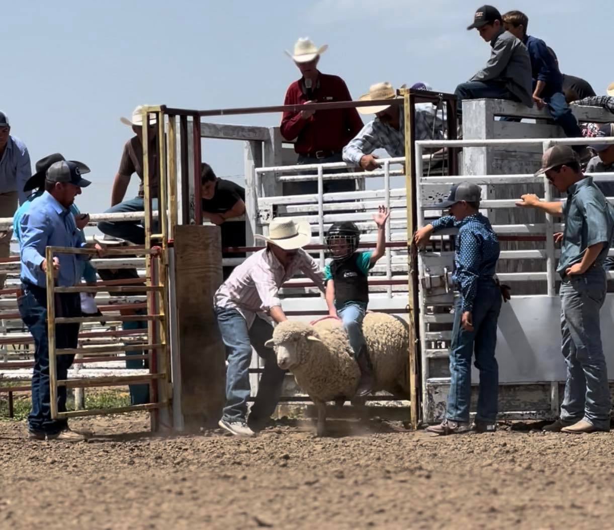 Mutton Bustin'