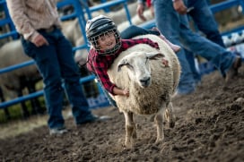 Mutton Bustin'